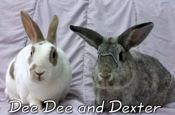 Dexter & Dee Dee